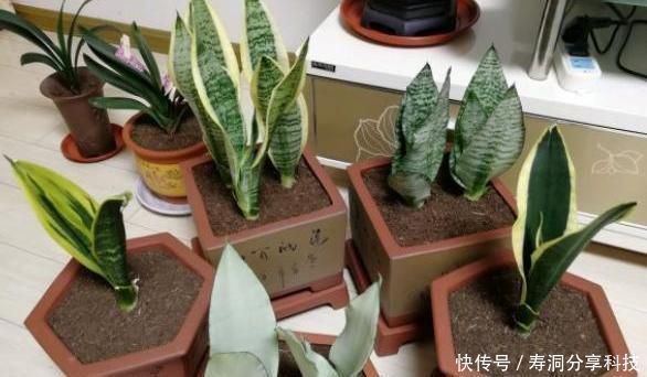芽子|养了一年的虎皮兰,盆都挤爆了,这么分株换个盆,一盆轻松变多盆