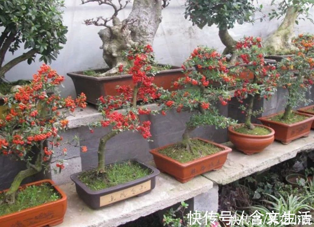 苍劲|盆景不用买，5种常见的树，做成盆景漂亮又美观