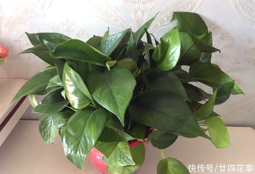 爆盆|养6种花,手不能懒,经常“剪一剪”,越剪越爆盆