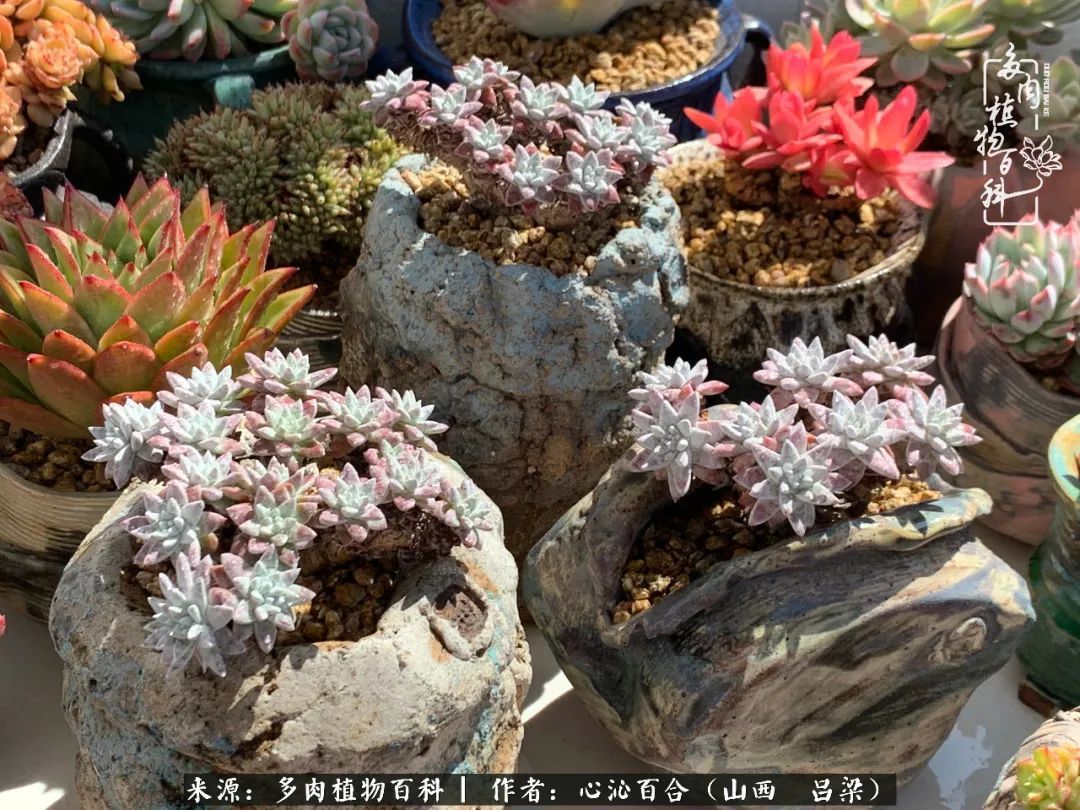 夏季的多肉，绿色才是主色调！努力呵护，期待绽放的那一刻！