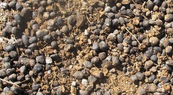 这3种东西“人见人嫌”,邻居却捡来养花,盆里埋1点