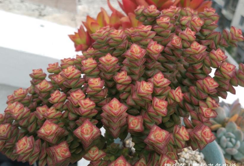 阴天|没有太阳的阴天但温度很高,这种情况需要给多肉拉遮阳网防晒吗?