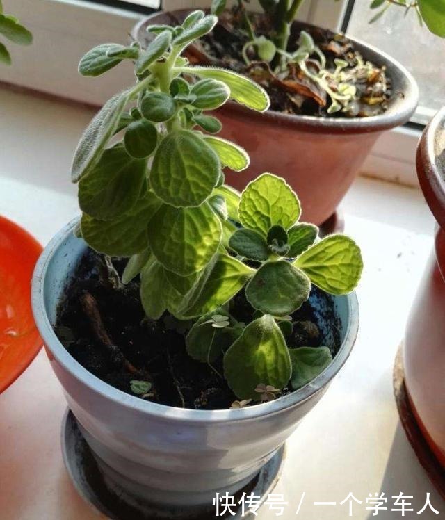 这3种花可以放在房间里面,听说对睡眠有好处!