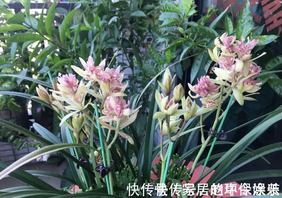 茶花|十月不知养啥花？看看这六种，好养又漂亮，可以放心入手