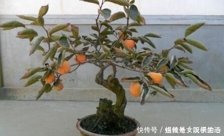 养花|家里养棵上2棵树,旺财还镇宅,可别再说“家里”不能养树了!