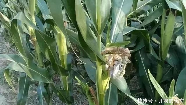 玉米上的这种真菌，被称作“天然黑松露”，价值高，农村懂得很少！