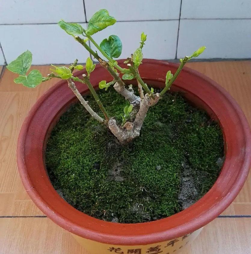 漂亮|3种漂亮花，开完花快剪，浇一次肥，营养足，花开一茬接一茬