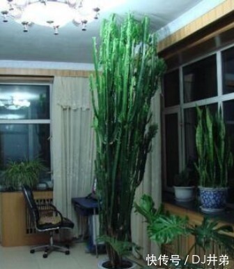 净化|4种健康花,吸甲醛、促睡眠,“守护”家人健康,可以多养几盆