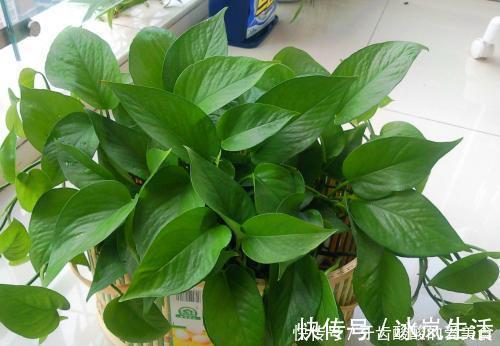 花花|卧室养花选它,人养花花也养人,空气清新改善睡眠,值得拥有!