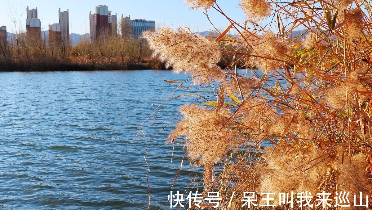读书人!早冬芦花古诗三首:芦花装被暖,枫叶受霜干