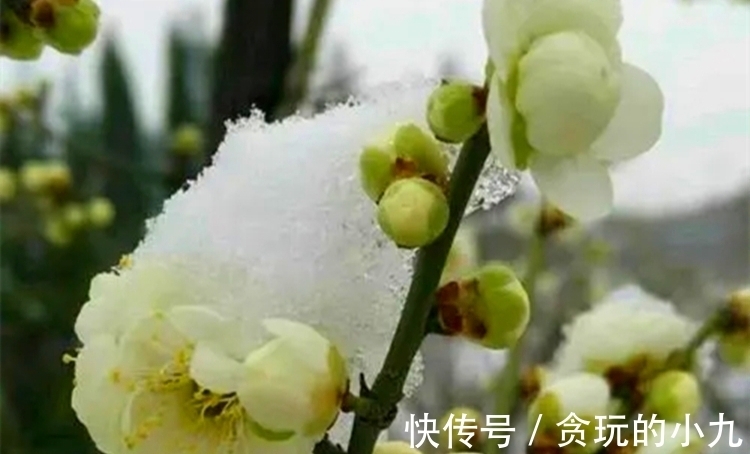 明代&梅开时节,梅花得意占群芳,邂逅古诗里的梅花韵致不输现场观光