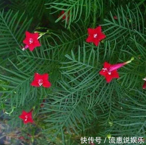 养护|以下10种全年都能开花的室内盆栽，超好养护又容易爆盆！