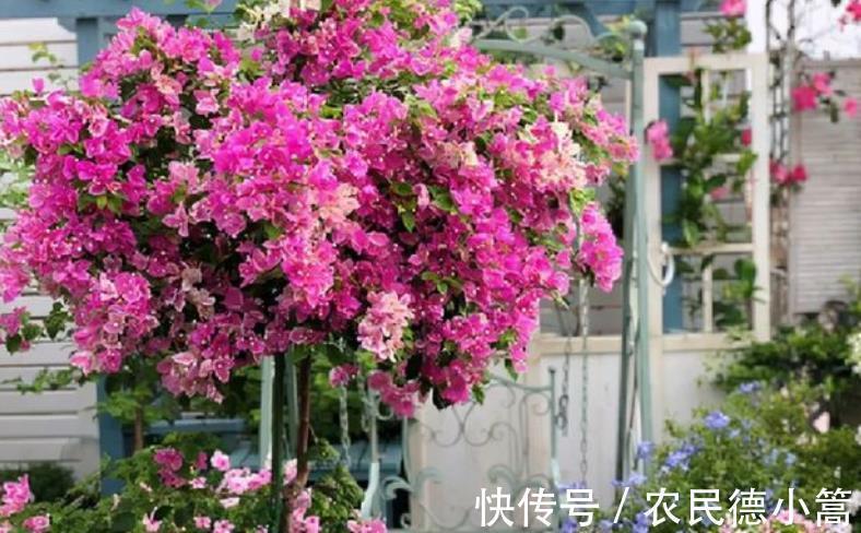 3种花生长进入快车道,赶紧喂点大补肥,快速分化花芽开花多