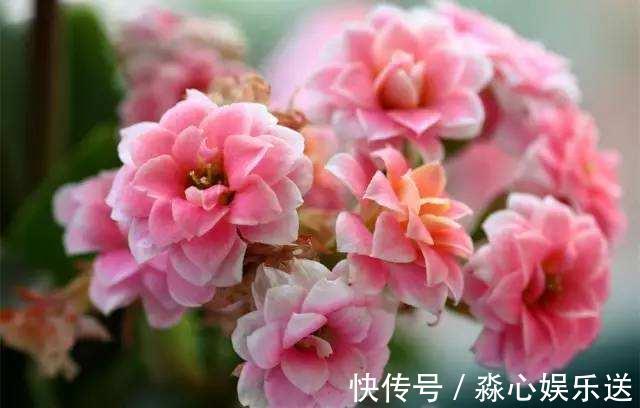 枝条|家有长寿花,还没“修剪”小心晚了时间,秋天不开花!