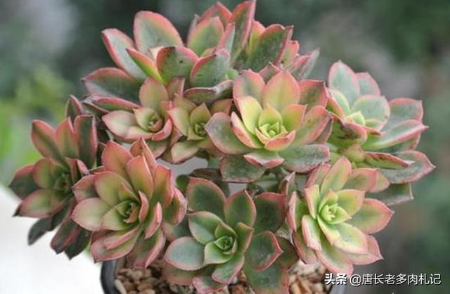 多肉植物艳日辉该如何养护如何繁殖你知道吗