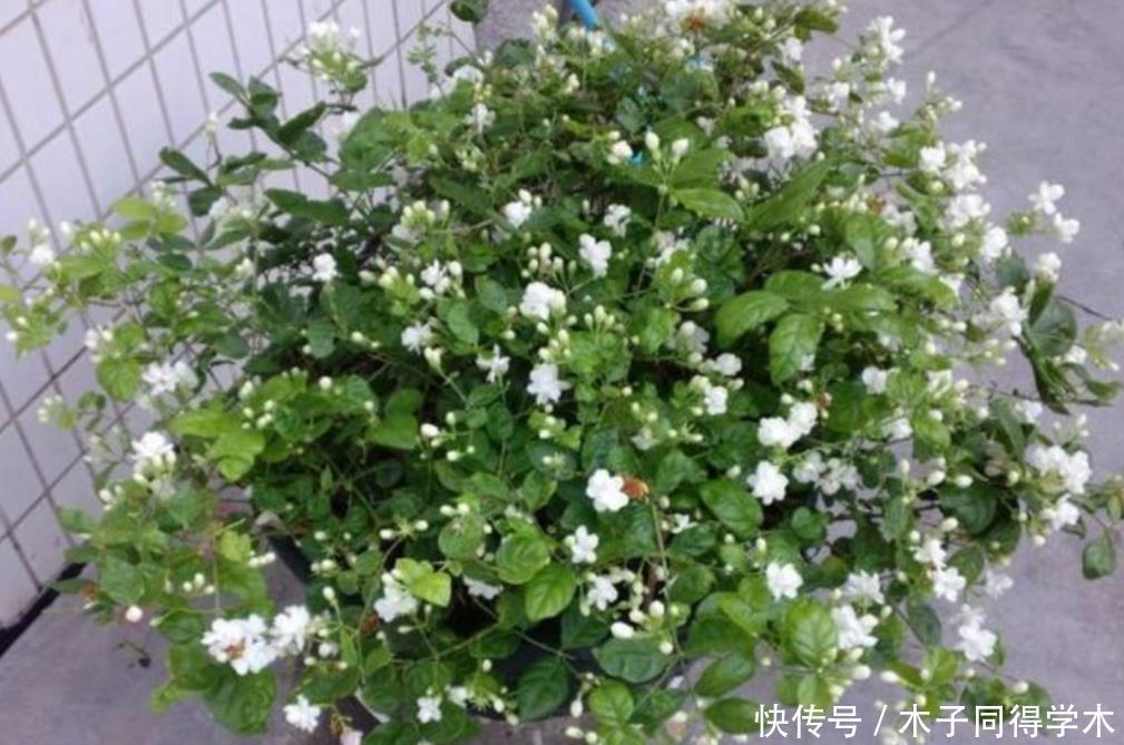 茉莉|茉莉花简单处理一下,开花一茬接一茬,整个夏天都有花看