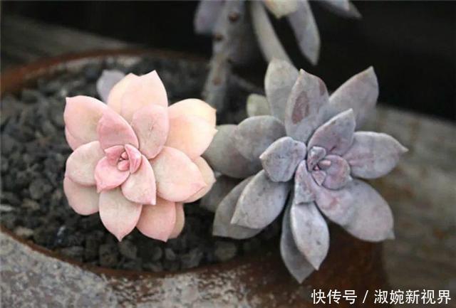 光照|多肉叶片“发软”怎么办浸盆晒太阳,轻松就解决!