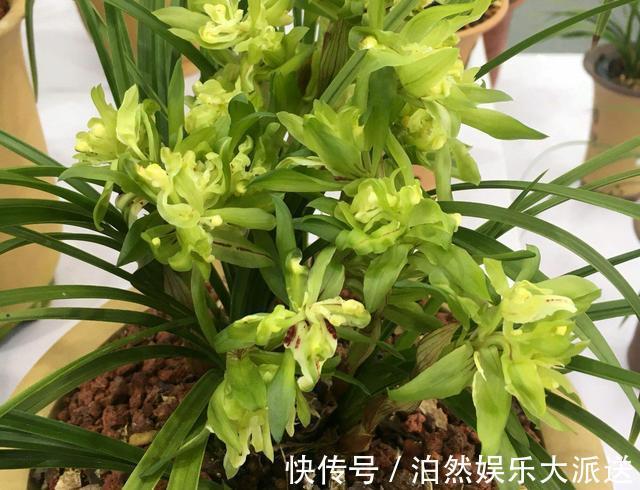 魁首|它是兰花的魁首,花型少见颜值高,曾经价格昂贵,现在走进百姓家