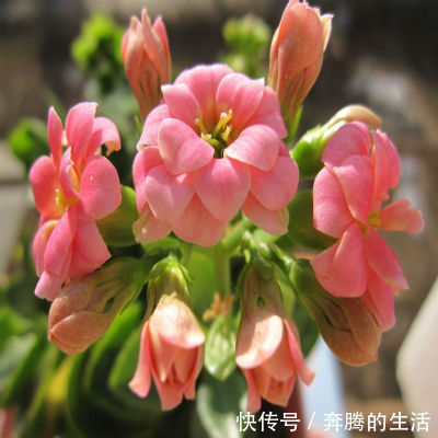 养花|有一种花叫“养不死”,全年开花200天,养在家里全家身体健康
