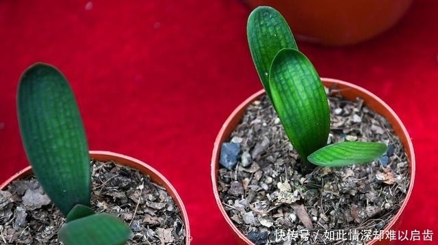 花盆|君子兰出现5个“症状”,就算是夏天,也建议您及时翻盆