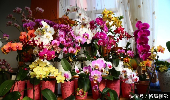 朋友花了30块，买了10盆蝴蝶兰，回家开了一个周，全部成杂草