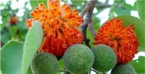 男人|农村随处可见的稀罕水果,男人吃了有益,如今20元一斤