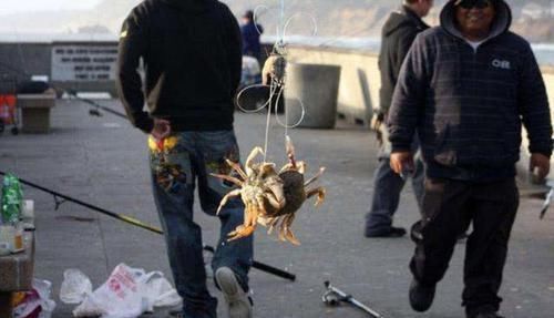 总结钓螃蟹的4种方法不用鱼钩,全靠陷阱诱捕