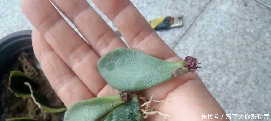 这3种花,再“便宜”都不要买了,只要一根“枝”,1盆变10盆!