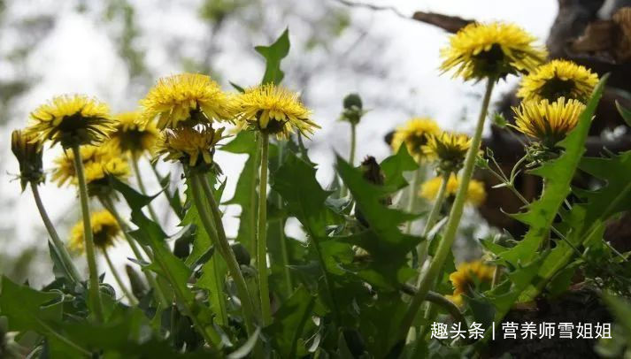 代茶饮|懂得使用蒲公英的人，能收获这5大好处，看看你用对了没