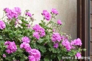 春天养花,这种水不能浇,浇1盆死1盆,大多数人都用错了!