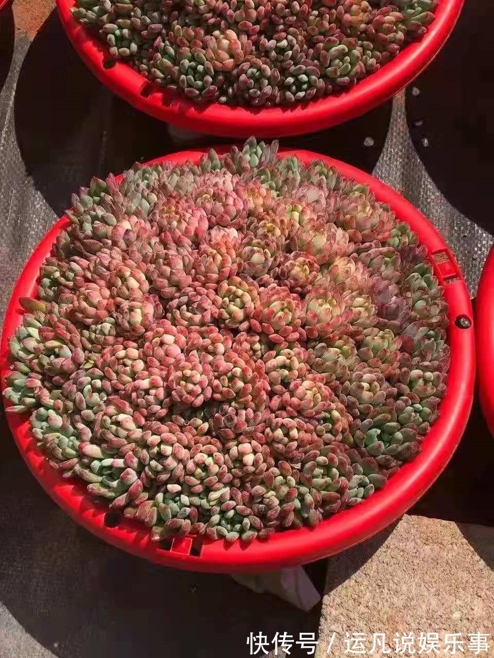 根茎部|5种漂亮花,喜欢“穷养”,挤在破盆里,能养30年