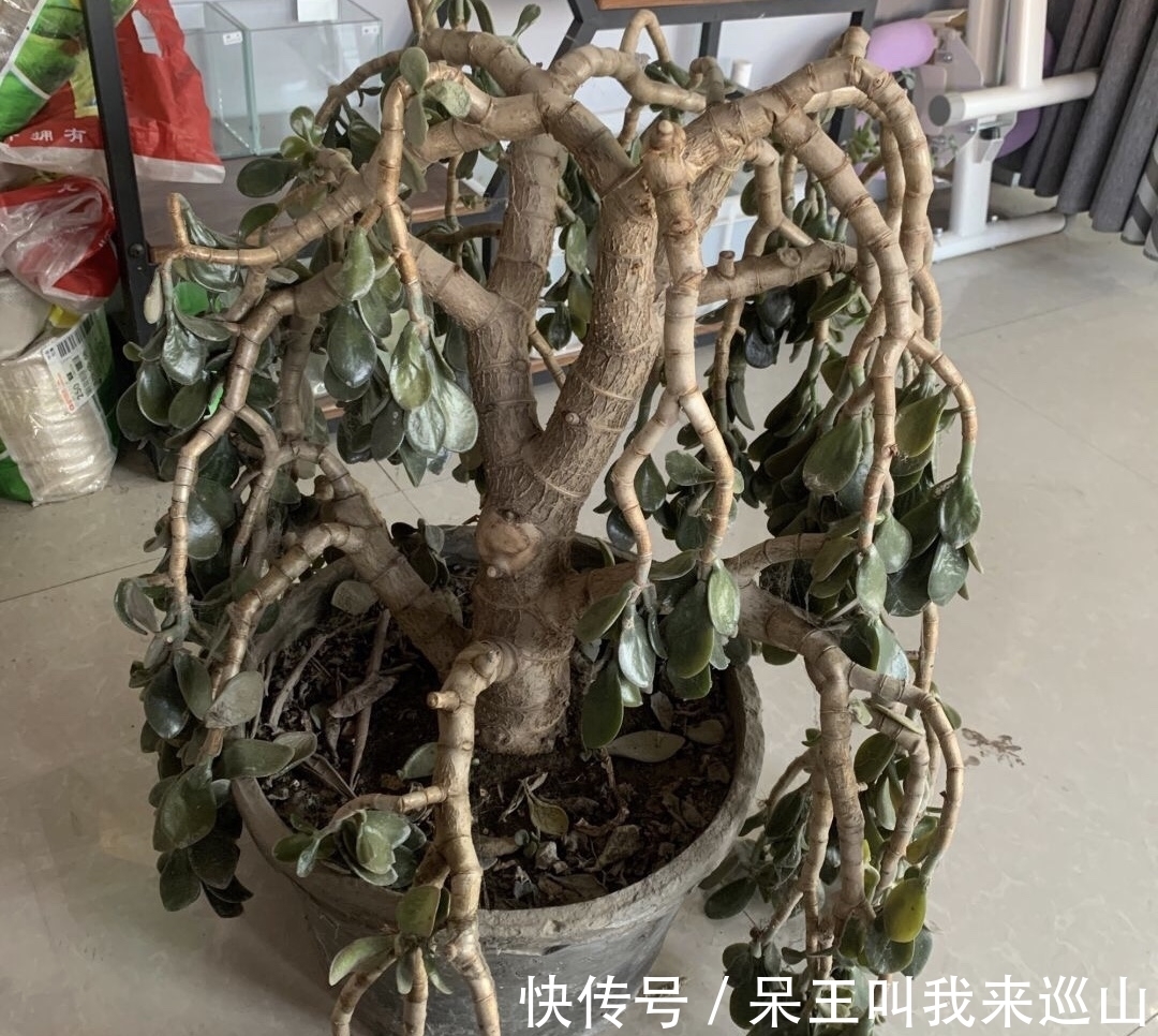 隔壁王大爷家养了18年的玉树又开花了!他说:要想玉树开花并不难