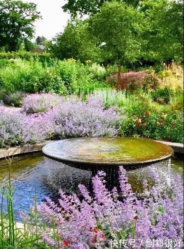 爬藤植物|花开一面墙,花落一路香,一棵爬藤植物的花海