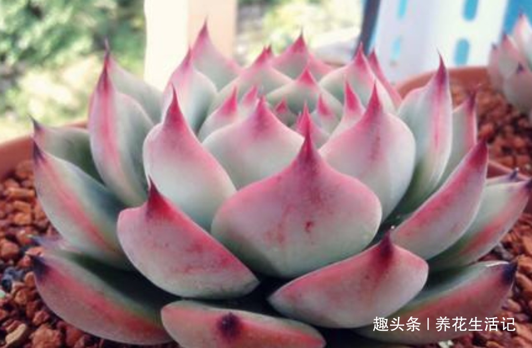 新手养多肉，做好“3大”基础度夏简单，叶子肥厚萌萌哒！