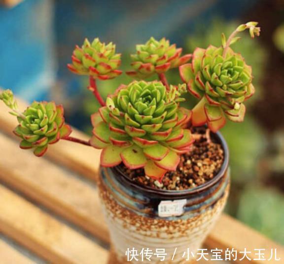 黄叶|12月以后,5种花不能“常浇水”,不然黄叶烂根难过冬,别大意