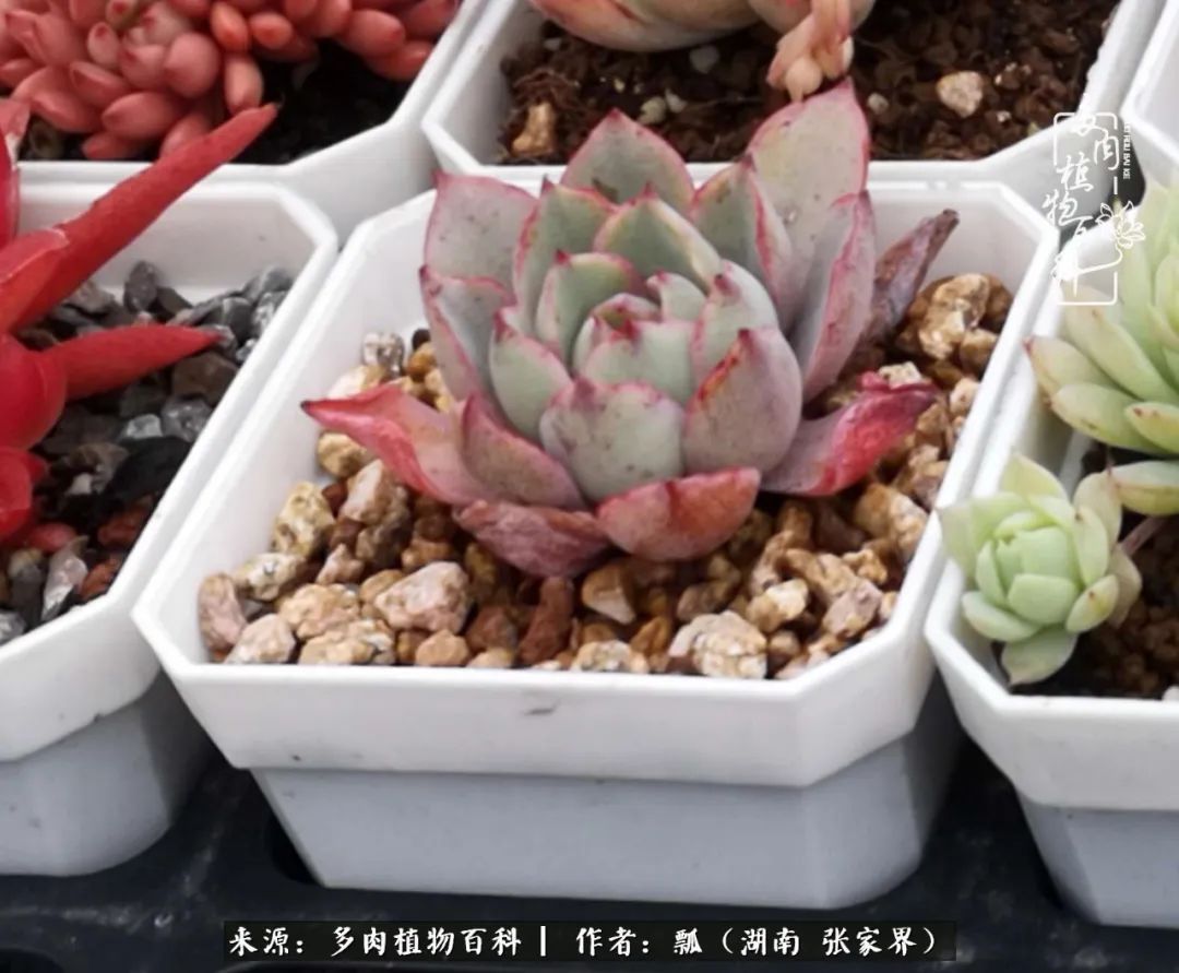 干货新手在多肉的选购、配土、上盆、养护环节走过的误区！