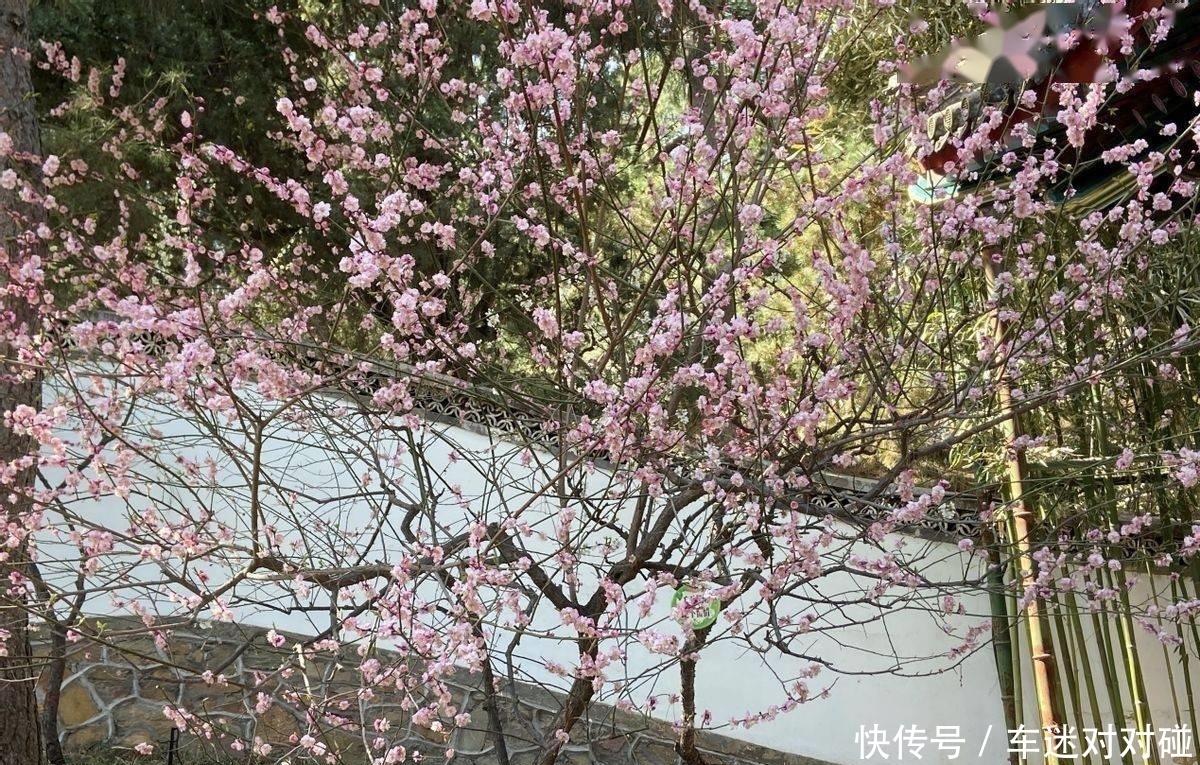 颐和园：花开，花落