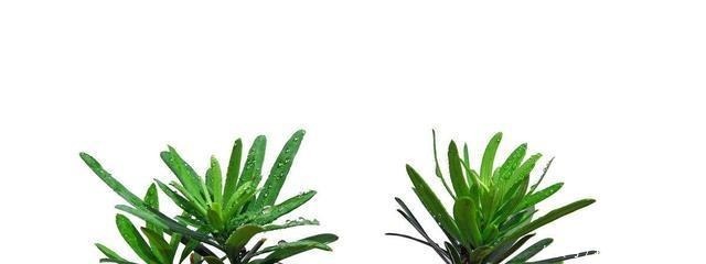 种棵罗汉松,招财又长寿,嫌太贵自己种,一根枝条就能活!