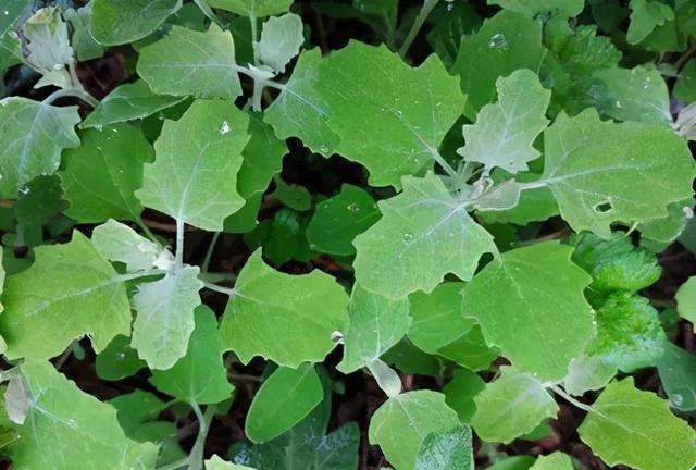 生活质量|农村一种野草,如今城里人吃不到,还有药用价值,饭店标价60元