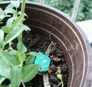 茉莉月季花苞没开就掉光现在按这法子救,花苞重新挂满枝