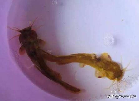 养殖|俗称“水蜂子”,我国特有的冷水鱼,1年长不到1两,却卖200元1斤