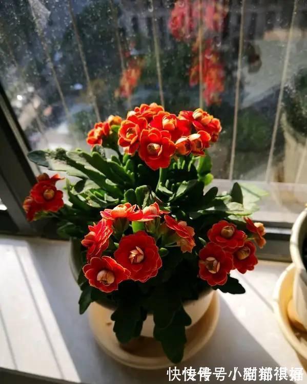 寓意|五种“吉祥花”,建议养一盆,不仅寓意好,还利于健康