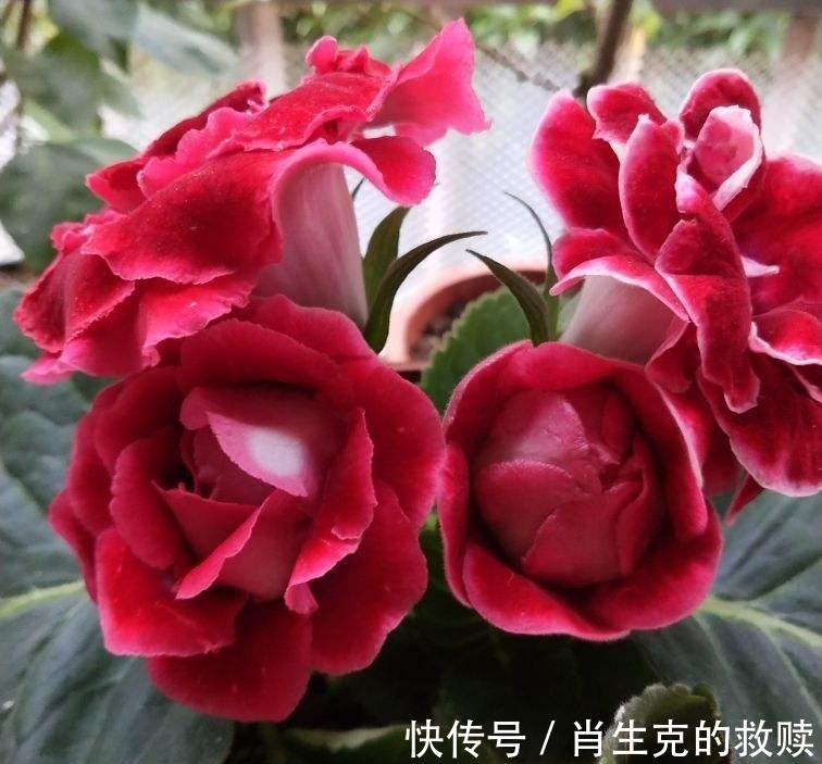 家里养盆“假牡丹”,切碎叶子也“生娃”,堪称阳台“富贵花”