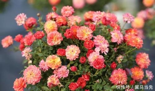 月季|此花花朵五颜六色,四季花开不停,比绿萝还好养,是盆栽佳品!