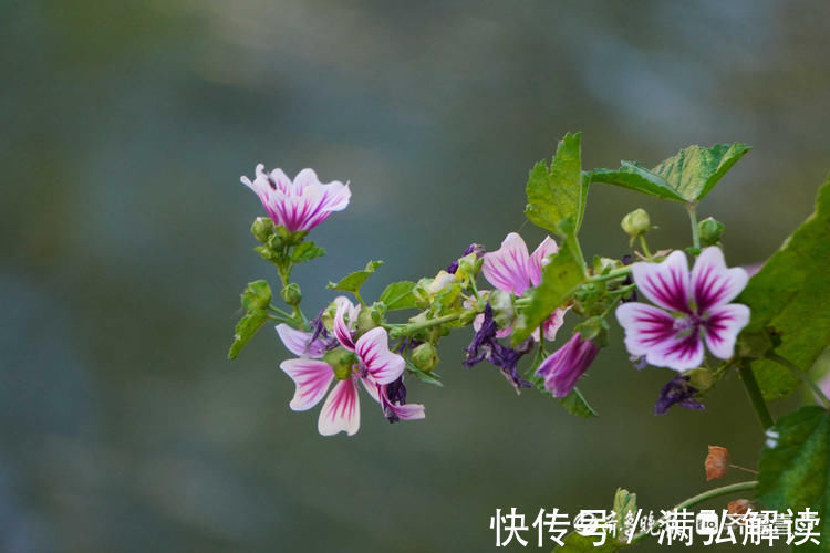 济南|花开齐鲁花姿轻盈雅致！漫步济南百花洲，遇见最美的锦葵花开