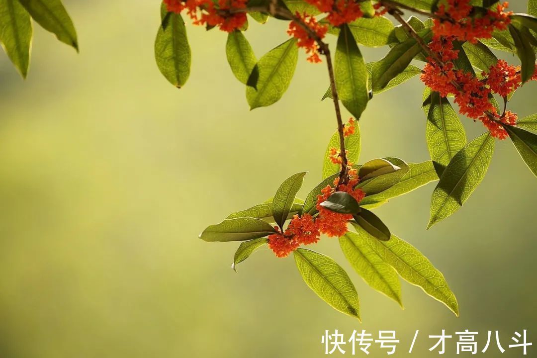 桂花@空山寻桂树,折香思故人!