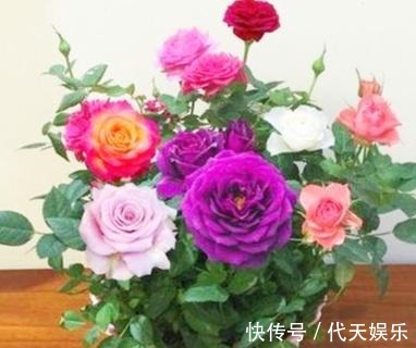 此花一树10色，花色美丽似彩虹，好闻似香水，好养易活，养花首选