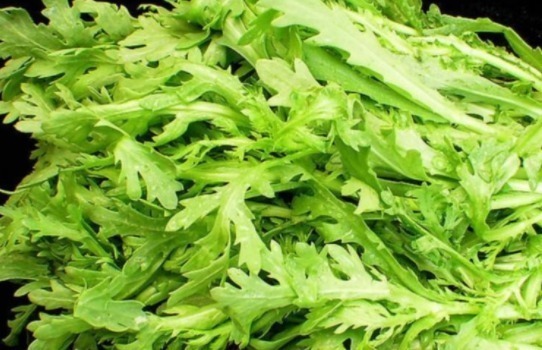 在乡下种植一种菊花菜,可以润肺补肝,很受大众喜欢,营养丰富