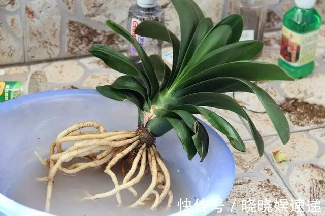 原来君子兰也能修剪根系叶片唰唰剪,开花硕大叶油绿!