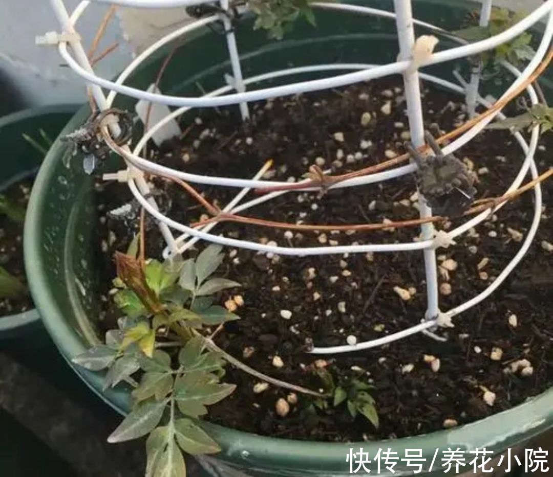 3种花要休眠，抓紧补上一次“冬肥”，春天新芽长得旺